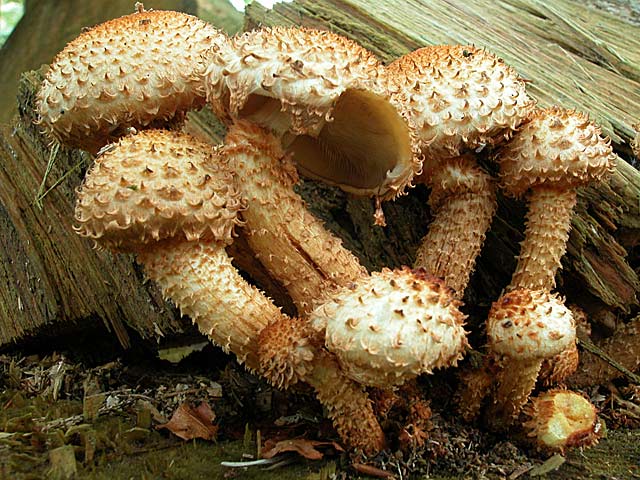 Мицелий Чешуйчатки обыкновенной / Чешуйчатка ворсистая (Pholiota squarrosa)